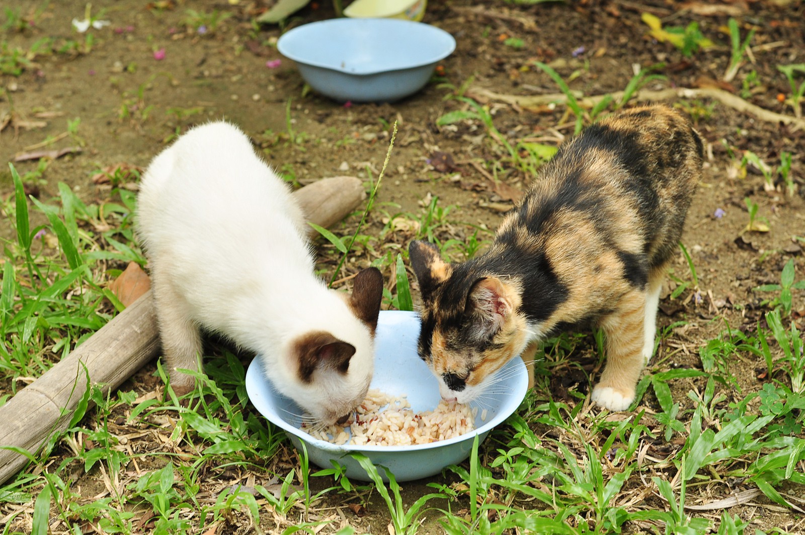Оголодавшие котаны жрут рис