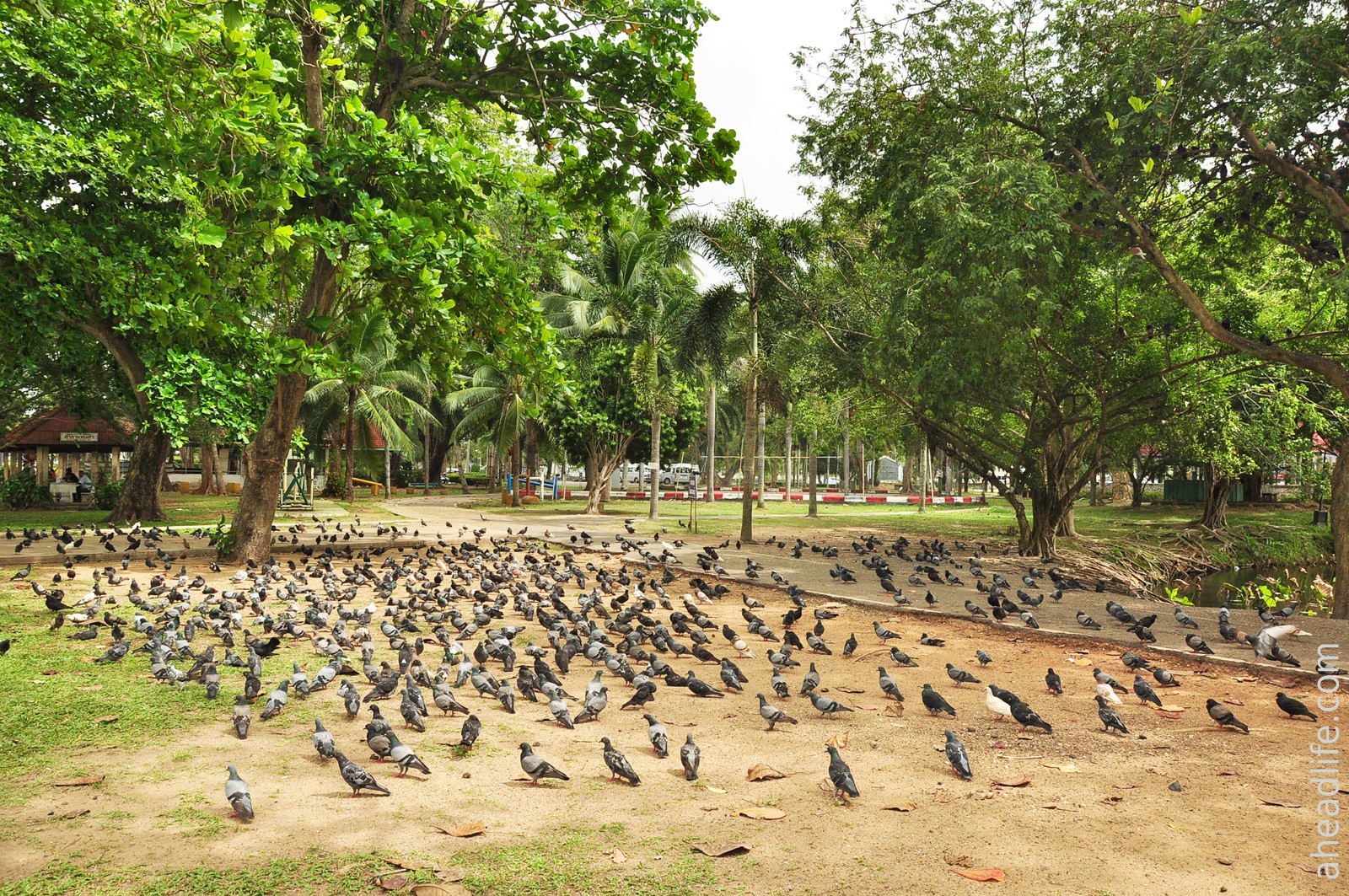 Городской парк в Сураттхани