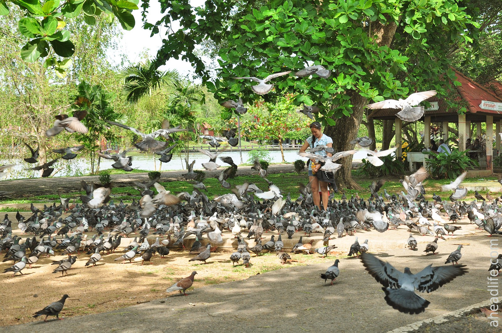 Городской парк в Сураттхани